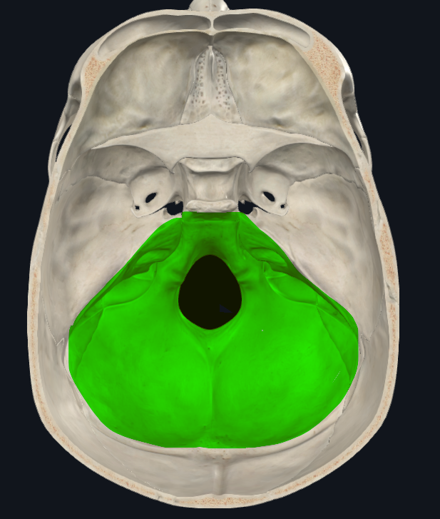 <p>Límite anterior</p><ul><li><p>Parte posterior de la dorsum sellae y la cima de las pirámides de la porción petrosa</p></li></ul><p>Límite posterior</p><ul><li><p>Los surcos para los senos transversos y la protuberancia occipital interna</p></li></ul><p></p>
