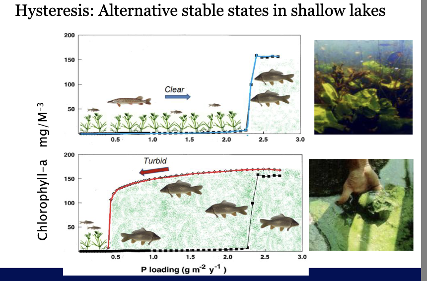 <ul><li><p>Clear state</p><p>• Macrophytes stabilise clear state through sediment</p><p>stabilisation, providing shelter for zooplankton.</p><p>• Piscivore fish control population of planktivore fish</p></li><li><p>Hysteresis: Alternative stable states in shallow lake</p></li><li><p>Turbid state</p><p>• Phytoplankton stabilise turbidstate through shading,changes in fish community(no visual predators).</p><p>• Dominance of benthic feeding fish prevent sediment stabilisation</p><ul><li><p>takes alot of work and fertilizer to get back to how the lake was before </p></li></ul></li></ul><p></p>