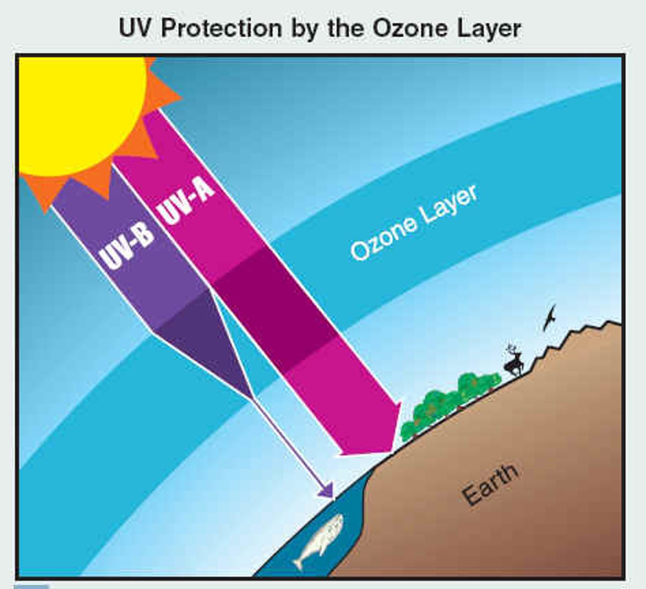 <p>good ozone, produces oxygen molecules to interact with UV radiation and prevent 95% of it from reaching the surface</p>
