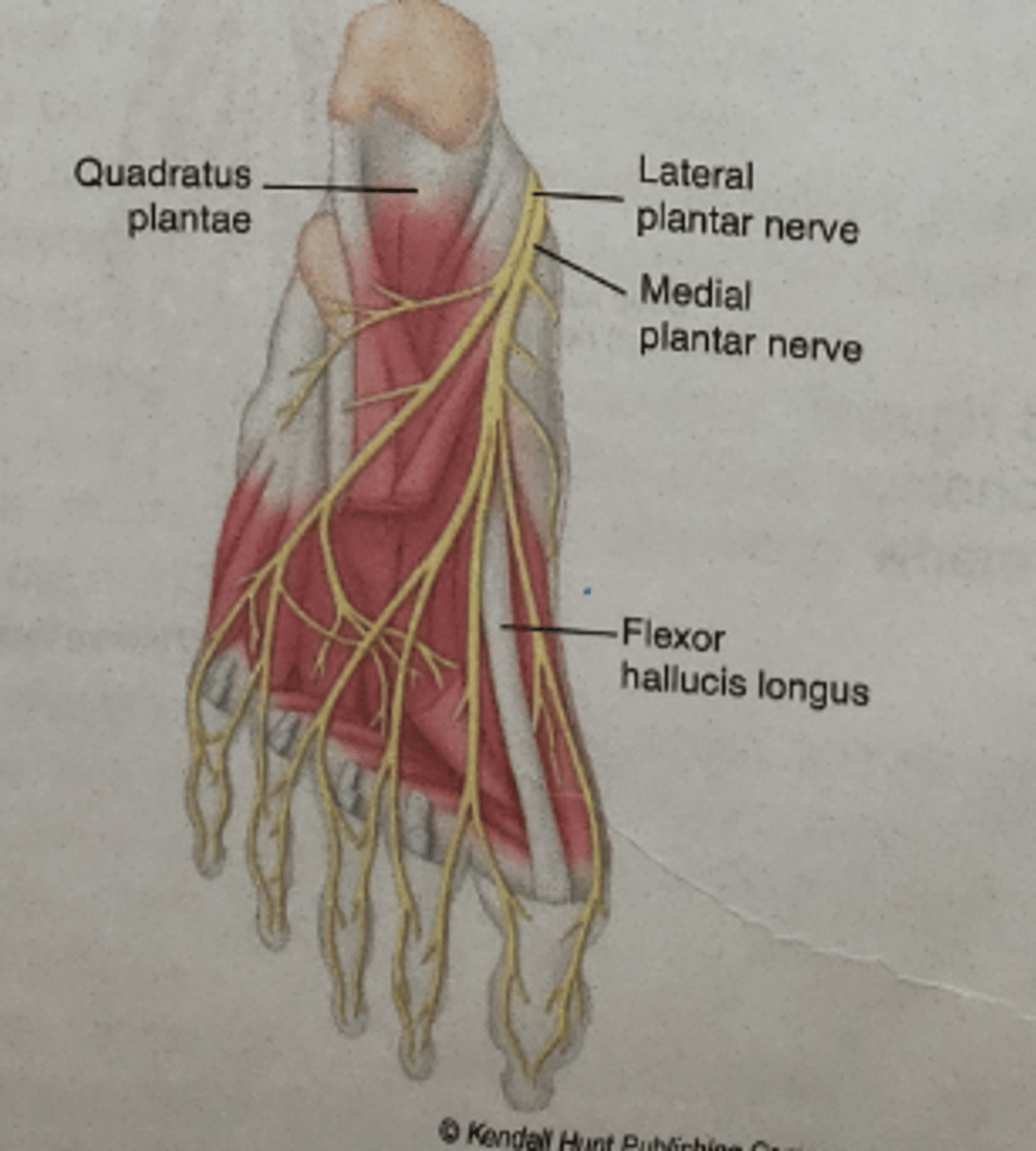 <p>plantar surface of the foot</p>
