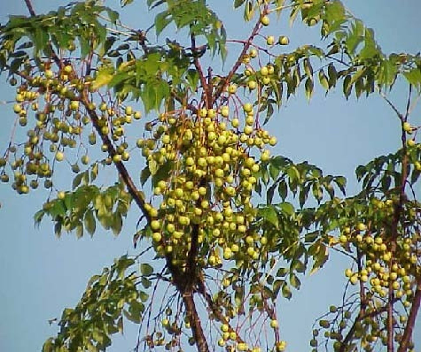 <p>Melia azedarach<br>Meliaceae</p>