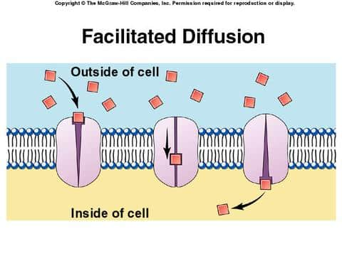 Movement of specific molecules across membranes through protein channels down a concentration gradient
