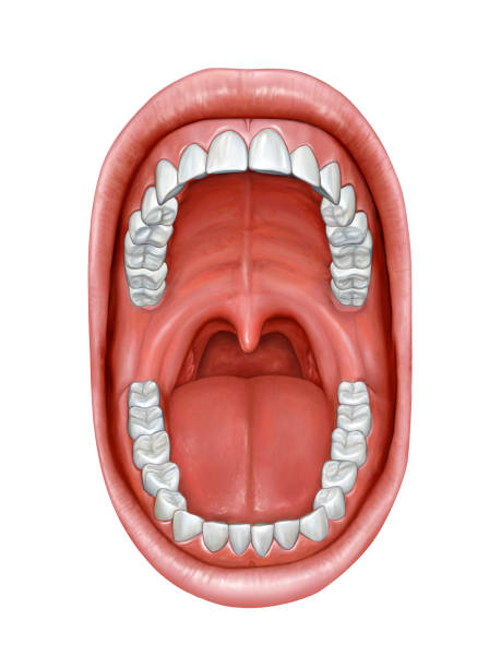<p>a part of the digestive tract, used for chewing </p>