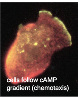 <p>cells follow cAMP gradient (chemotaxis)</p>