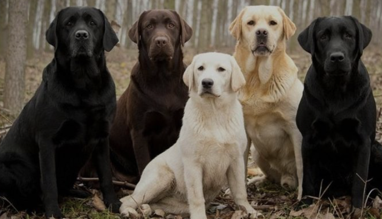 <p>US /ˈlæbrəˌdɔr/</p><p>(n): chó tha mồi Labrado </p>