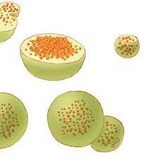 <p>Identify and explain the function of this organelle:</p>