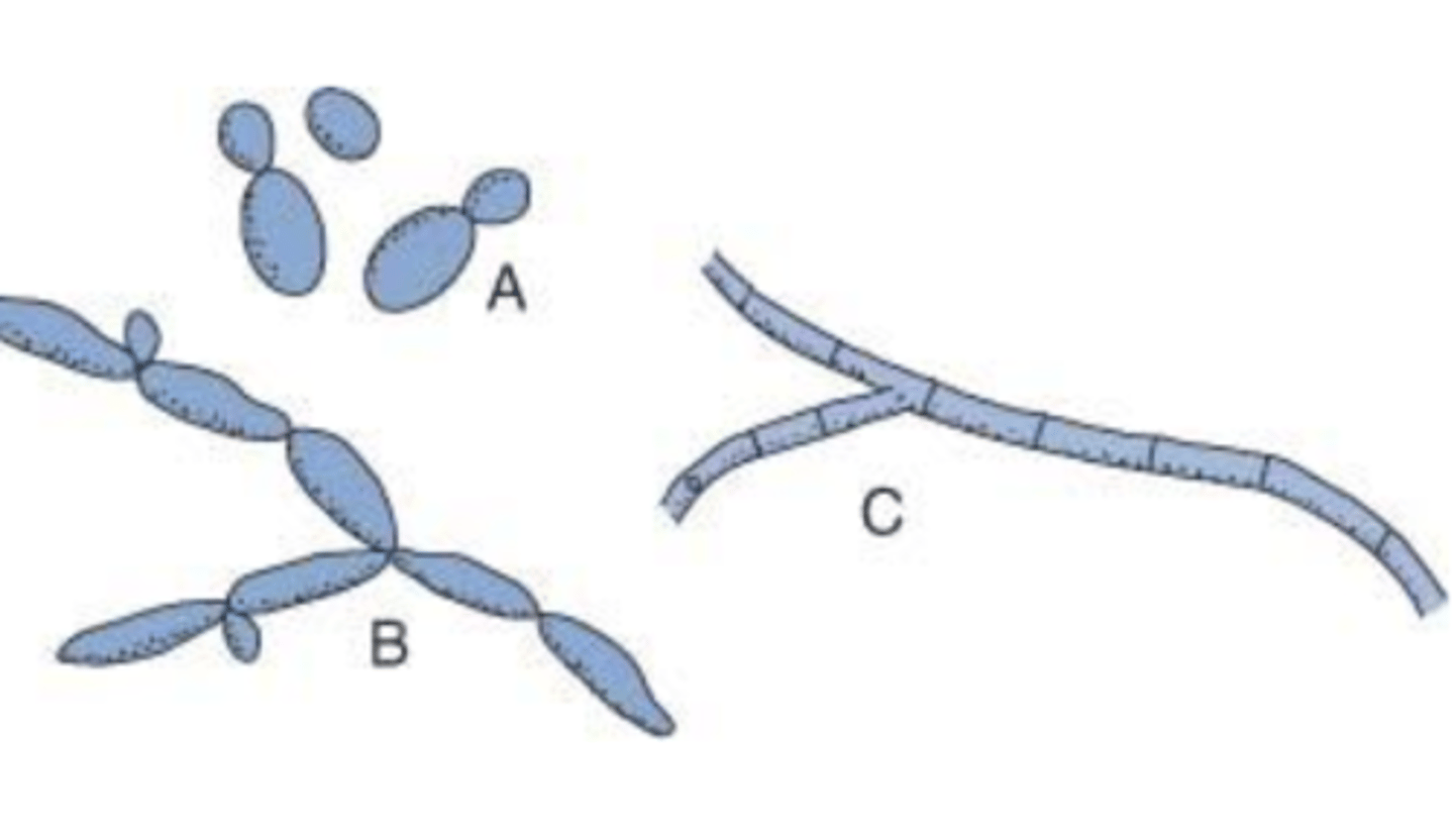 <p>which species can produce these 3 forms?</p>