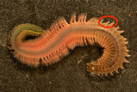 <p>What part of the clamworm is this?</p>