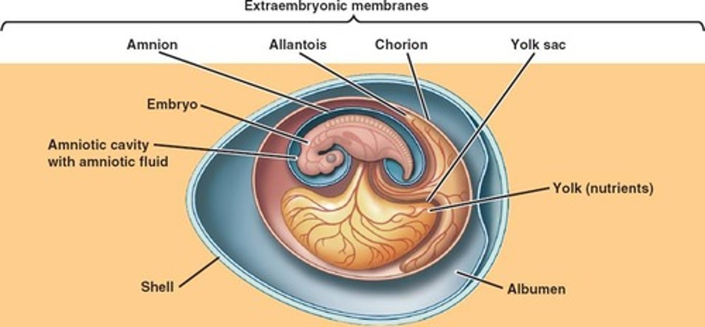 <p>➷ Yolk sac - food source</p><p>➷ Amnion - like amniotic fluid</p><p>➷ Allantois - stores metabolic waste (uric acid)</p><p>➷ Chorion - lines the inner surface of the shell, which is permeable to gas, and exchanges O2-CO2 between embryo and outside air</p>