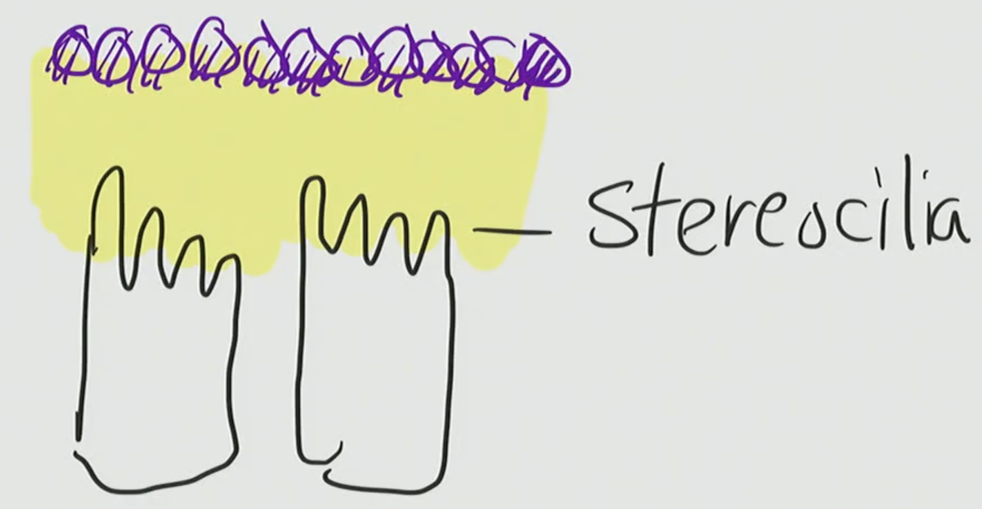 <p>Oto: ear</p><p>Lith: stones</p>