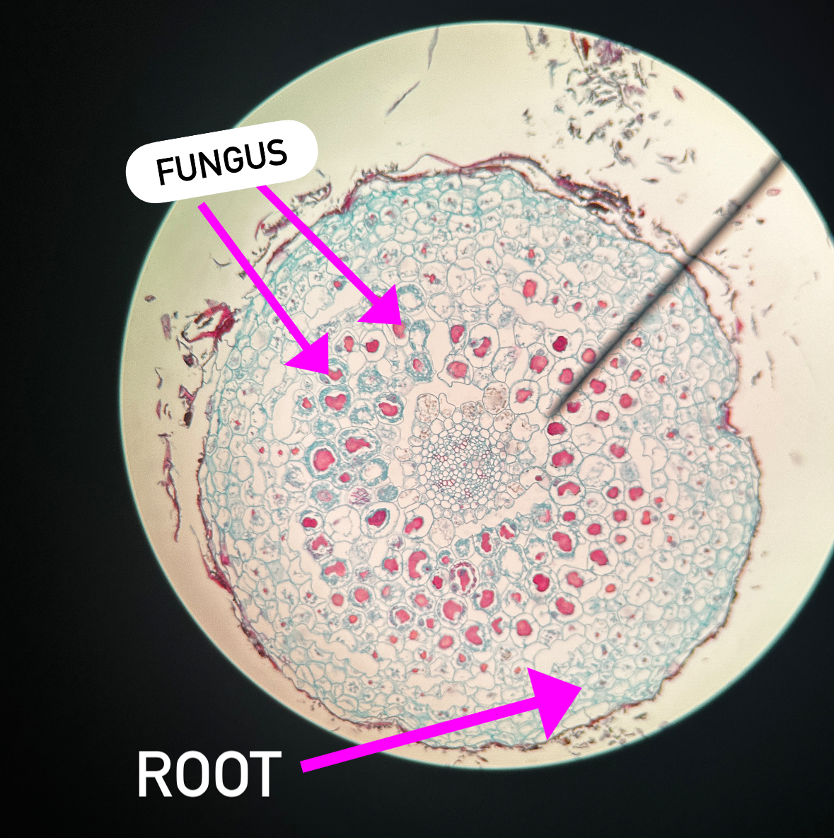 <p>Arbuscular mycorrhizal fungi</p>