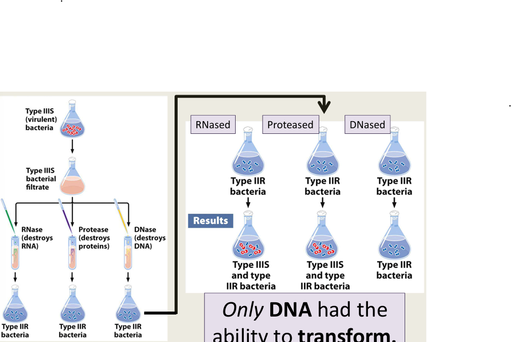 <ul><li><p>Avery, McCloud, and McCarthy 1944</p></li><li><p>only DNA had the ability to transform</p></li><li><p></p></li></ul><p></p>
