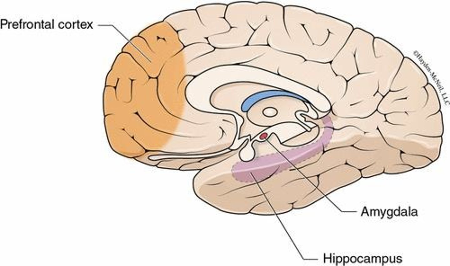 <p>Involved in emotional reactions to the environment and emotional memories.</p>