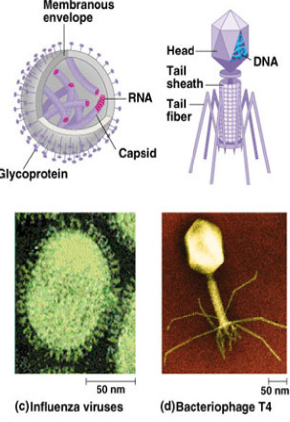 <p>DNA/RNA (Single stranded + capsid)</p><p>Bacteriophage - infects bacteria (can be either)</p><p>Some bacteria can have glycoproteins, possess different shapes</p>