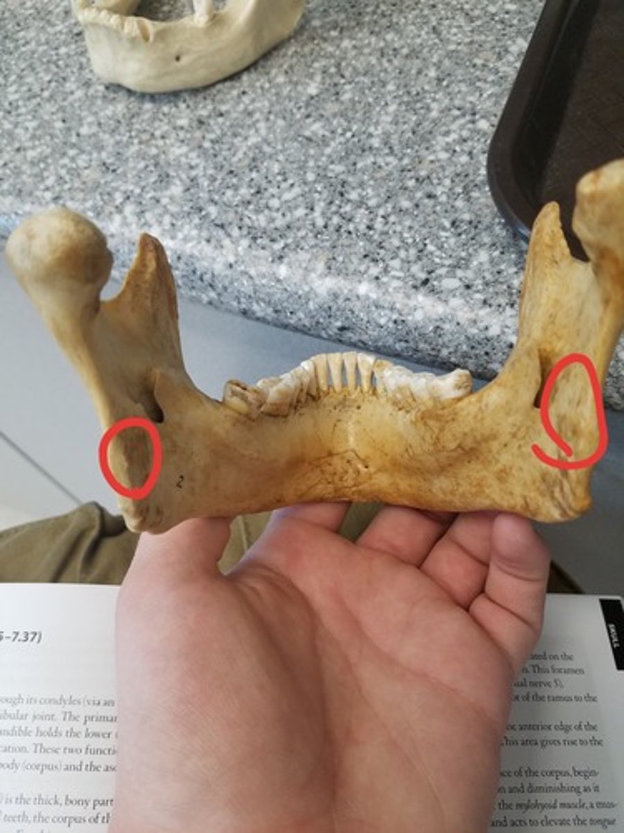 <p>Roughened patches on the medial surface of the angle for attachment of the Medial Pterygoid muscles</p>