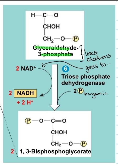 <p>glycolysis - step 6</p>