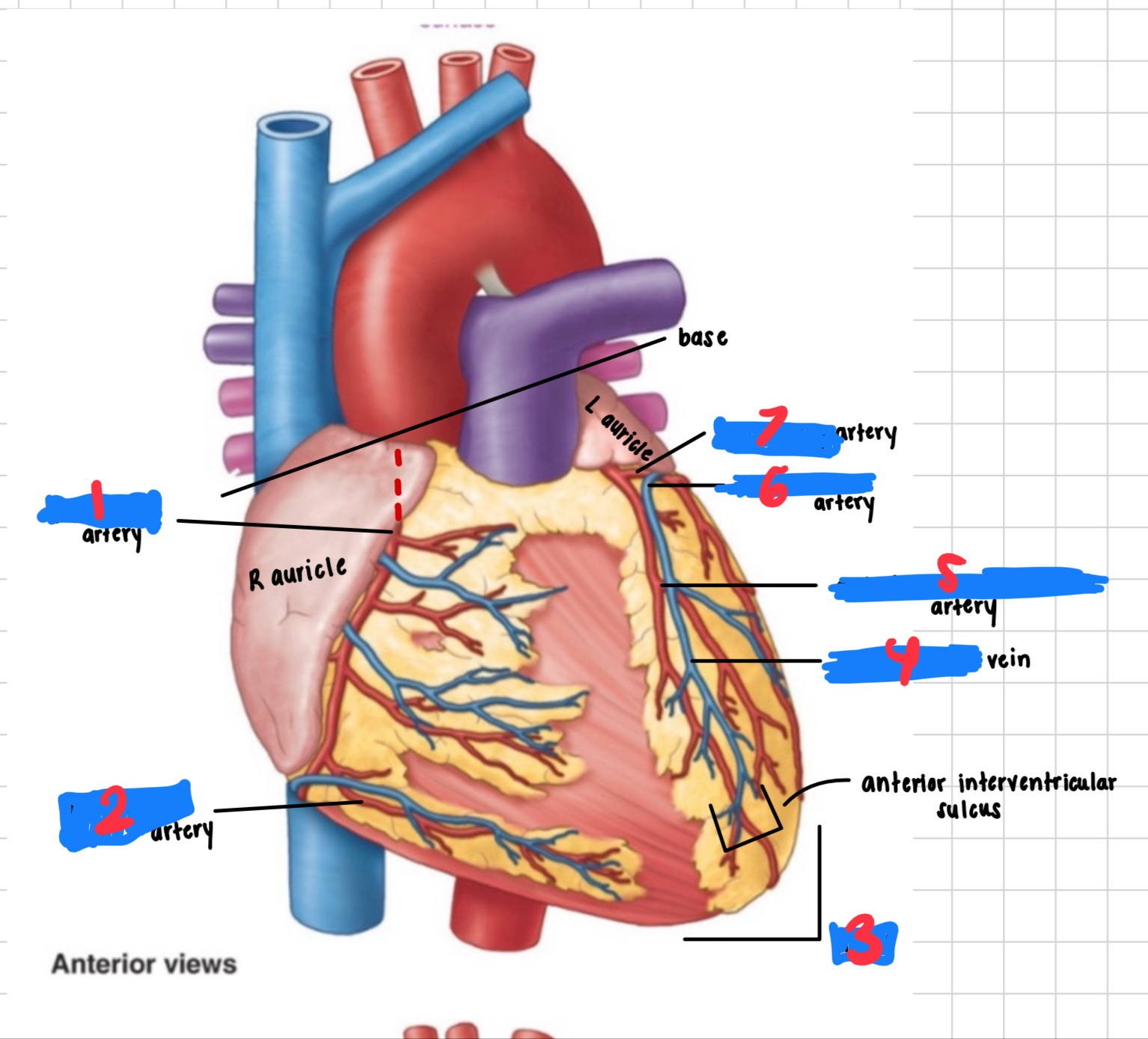 <p>6 artery</p>