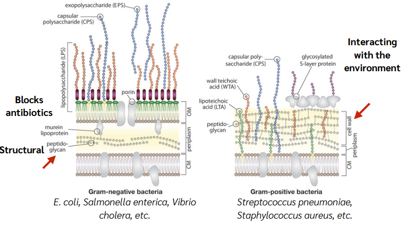 <p>Gram Positive - thick peptidoglycan layer that interacts with the environment</p><p>Gram Negative - thinner peptidoglycan layer</p>