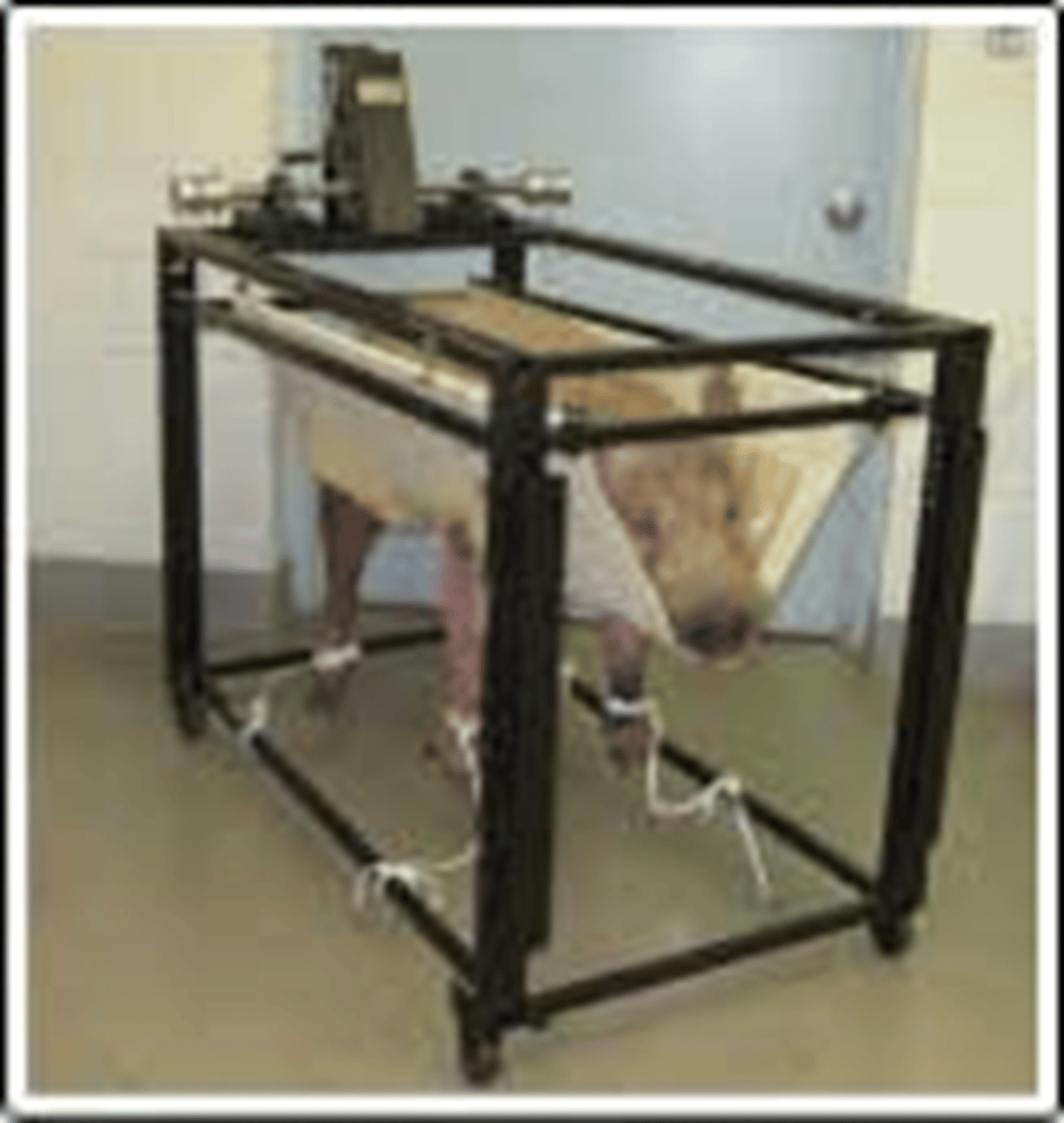 <p>-panepinto slings</p><p>-pig boards</p>