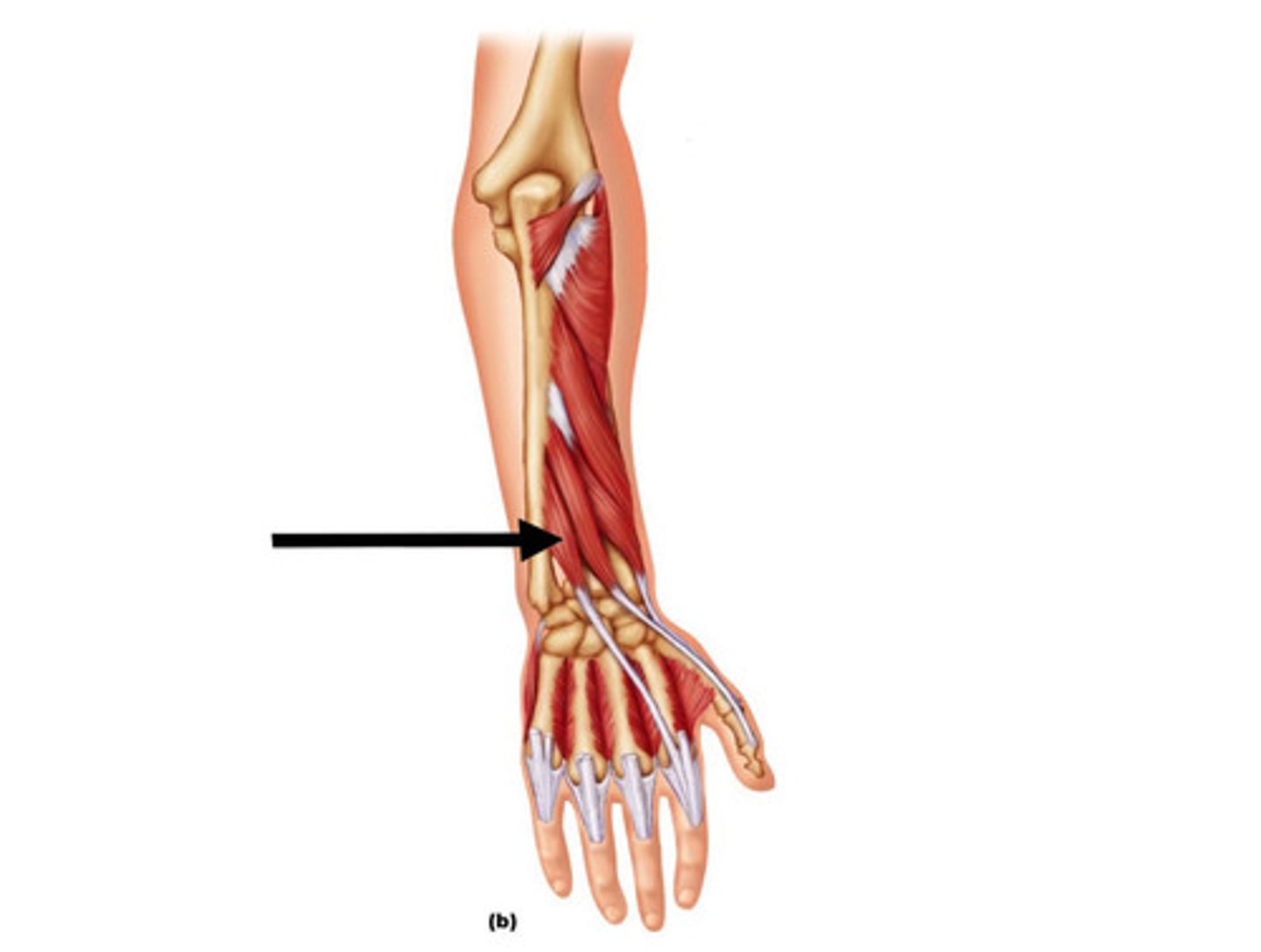 <p>Function: isolated extension of 2ed digit</p><p>Innervation: radial nerve</p>