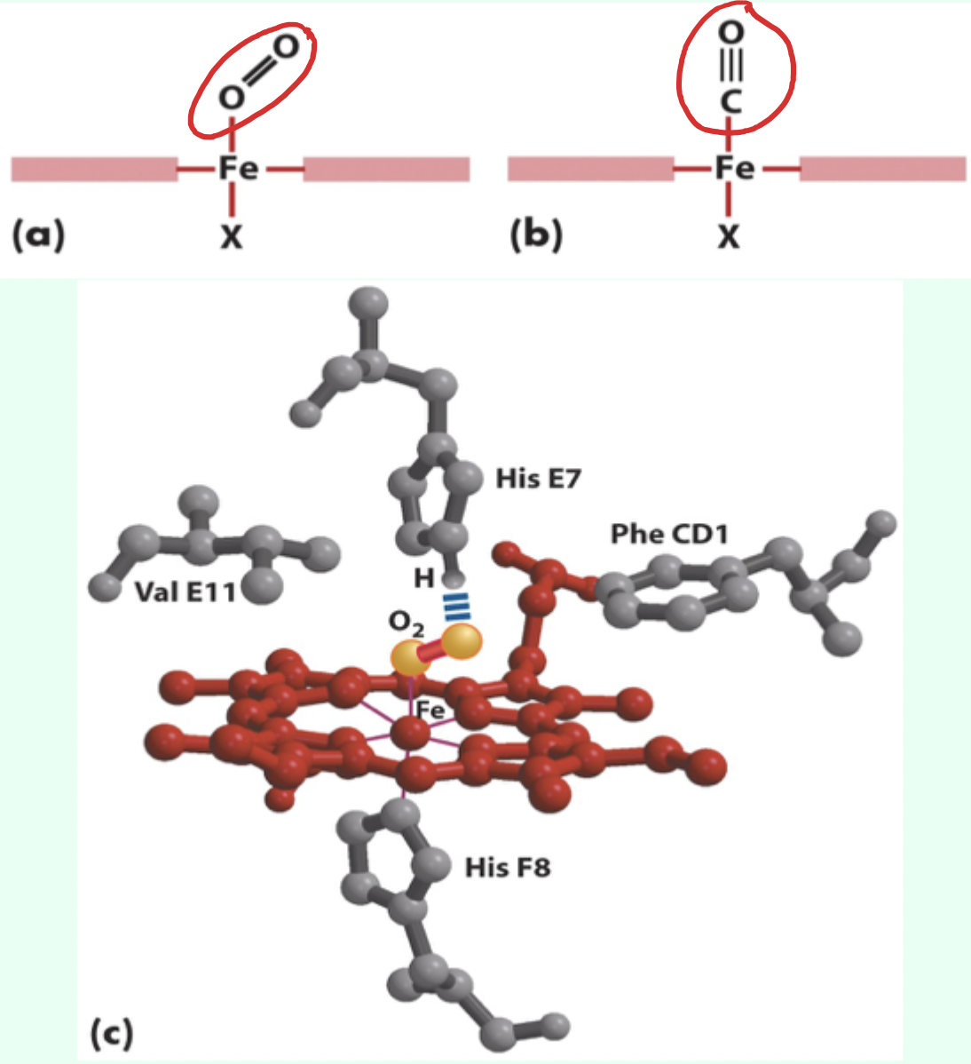 <p><strong>CO cannot form its optimal linear conformation that maximizes orbital overlap.</strong></p>