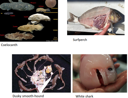 <p>Internal fertilization with live<br>birth; embryos nourished via<br>placenta or other means<br>Placental (Matatrophy)<br>Oophagy<br>Embryophagy</p>