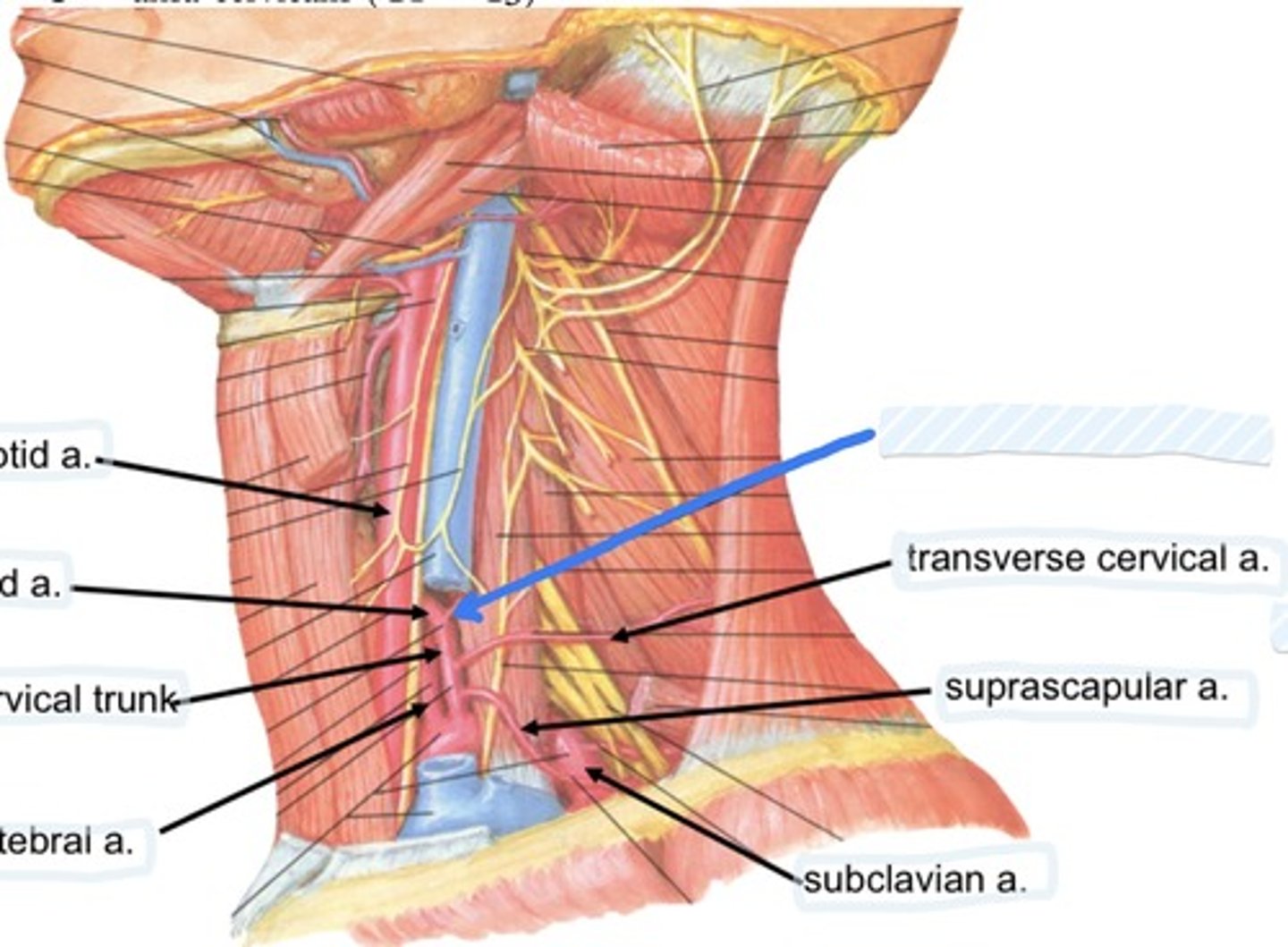 knowt flashcard image