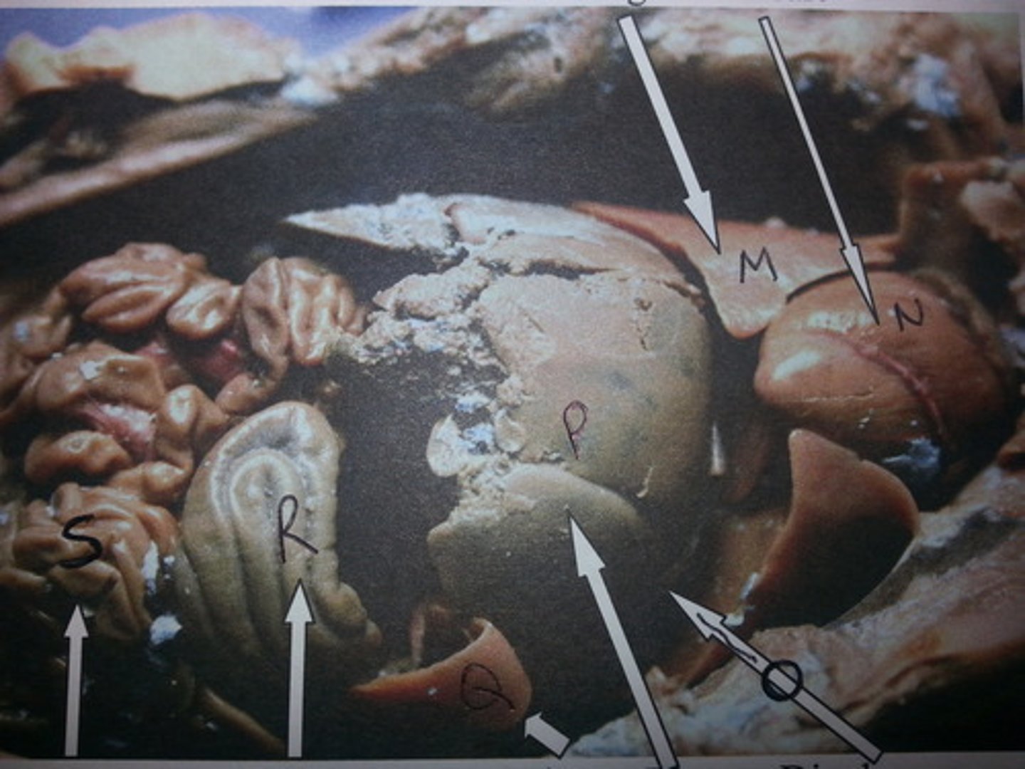 knowt flashcard image