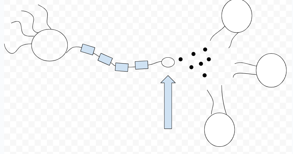 <p>contains synaptic vesicles which house neurotransmitterss</p>