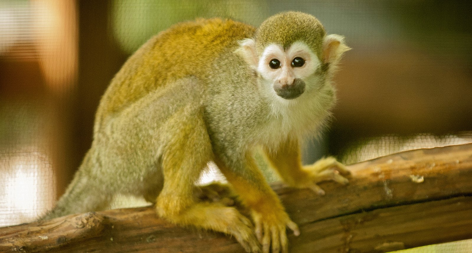 Squirrel monkey