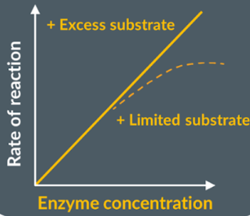 <p>Increasing the concentration of enzyme increases the amount of active sites available. So, there is a greater number of substrate-enzyme complexes which increases rate of reaction. Until it plateaus as not enough substrate, and not all active sites are used.</p>