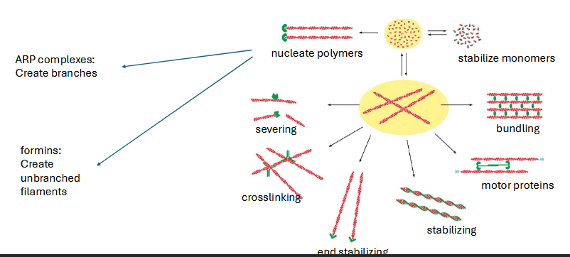 <p>regulated by other proteins</p>