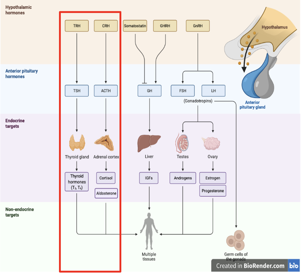 <p>Functions of the Adrenal Cortex: Aldosterone</p>