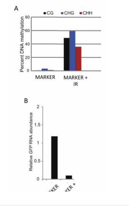 <p><span style="color: #ffffff">5. The authors determined methylation status (CG, CHG and CHH) in these lines. What method did they most likely use?</span><span style="color: #ffffff"><br></span><span style="color: #ffffff">A. Sodium bisulfite sequencing</span><span style="color: #ffffff"><br></span><span style="color: #ffffff">B. Affinity purification with anti-methylcytosine antibodies</span><span style="color: #ffffff"><br></span><span style="color: #ffffff">C. RNA sequencing</span><span style="color: #ffffff"><br></span><span style="color: #ffffff">D. Small RNA sequencing</span></p><p></p><p><span style="color: #fffdfd">6. In graph “B”, what do the x-axis and y-axis represent?</span><span style="color: #fffdfd"><br></span><span style="color: #fffdfd">A. X-axis = Root transgenic lines; Y-axis = The GFP</span><span style="color: #fffdfd"><br></span><span style="color: #fffdfd">B. X-axis = Root transgenic lines; Y-axis = The methylation</span></p><p></p><p><span style="color: #fffcfc">7. Based on “A” and “B”, how does the level of DNA methylation in a gene correlate with the abundance of its transcript? Positively or negatively?</span><span style="color: #fffcfc"><br></span><span style="color: #fffcfc">A. Positively. The more methylation in the promoter, the higher the expression of the transcript</span><span style="color: #fffcfc"><br></span><span style="color: #fffcfc">B. Negatively. The more methylation in the promoter, the lower the expression of the transcript.</span></p>