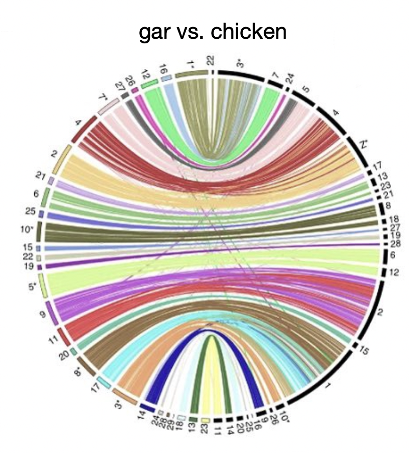 <p>shared gene order between or within species</p><ul><li><p>can be uncovered by comparative genomics</p></li><li><p>big blocks of genes remaining together across evolutionary time</p></li></ul><p>gar/chicken&gt;car/human&gt;human/mouse </p>
