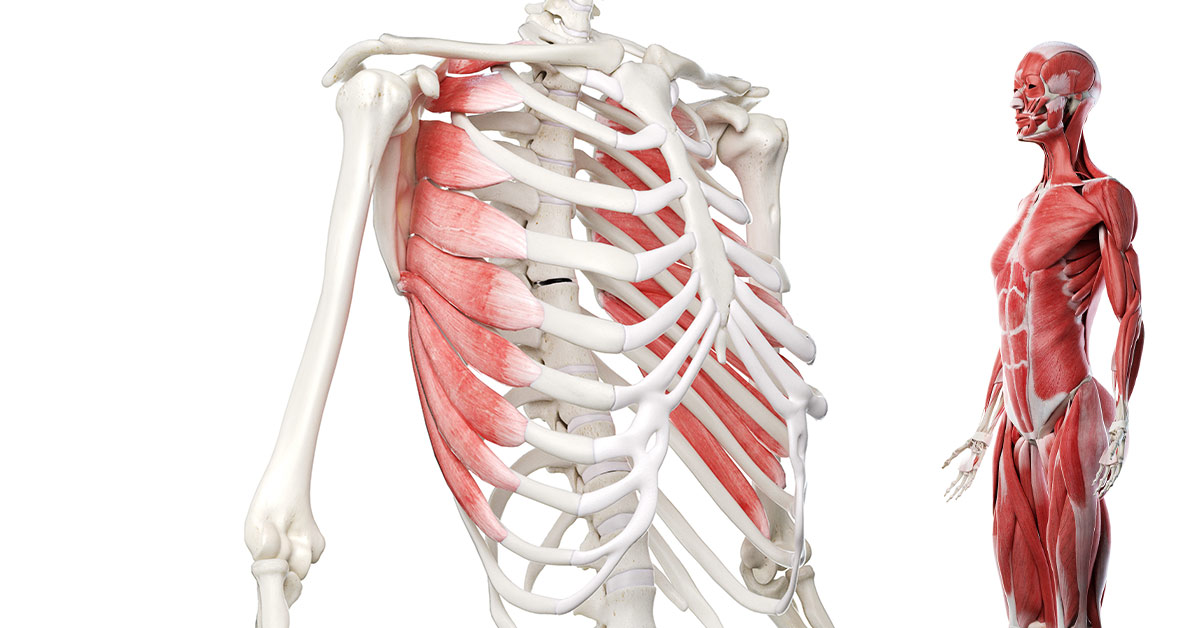 <ul><li><p>connects scapula and rib cage</p></li><li><p>keeps scapula against rib cage </p></li></ul><p></p>