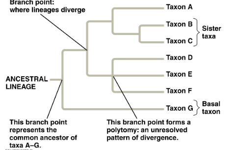 <p>Basal taxon</p>