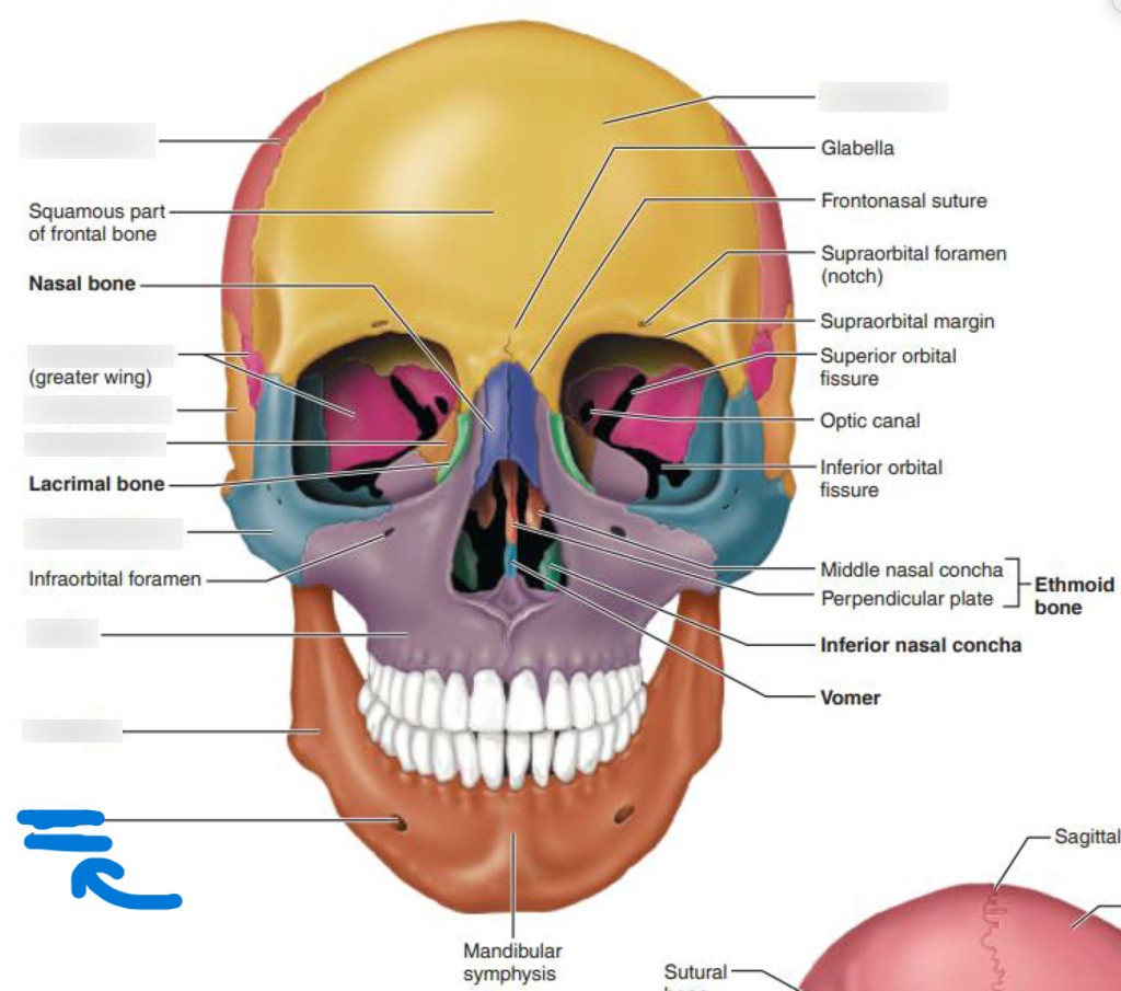 <p>what part of the mandible?</p>