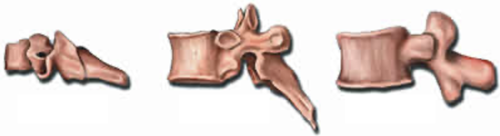 <p>Label what type of vertebra left to right</p>