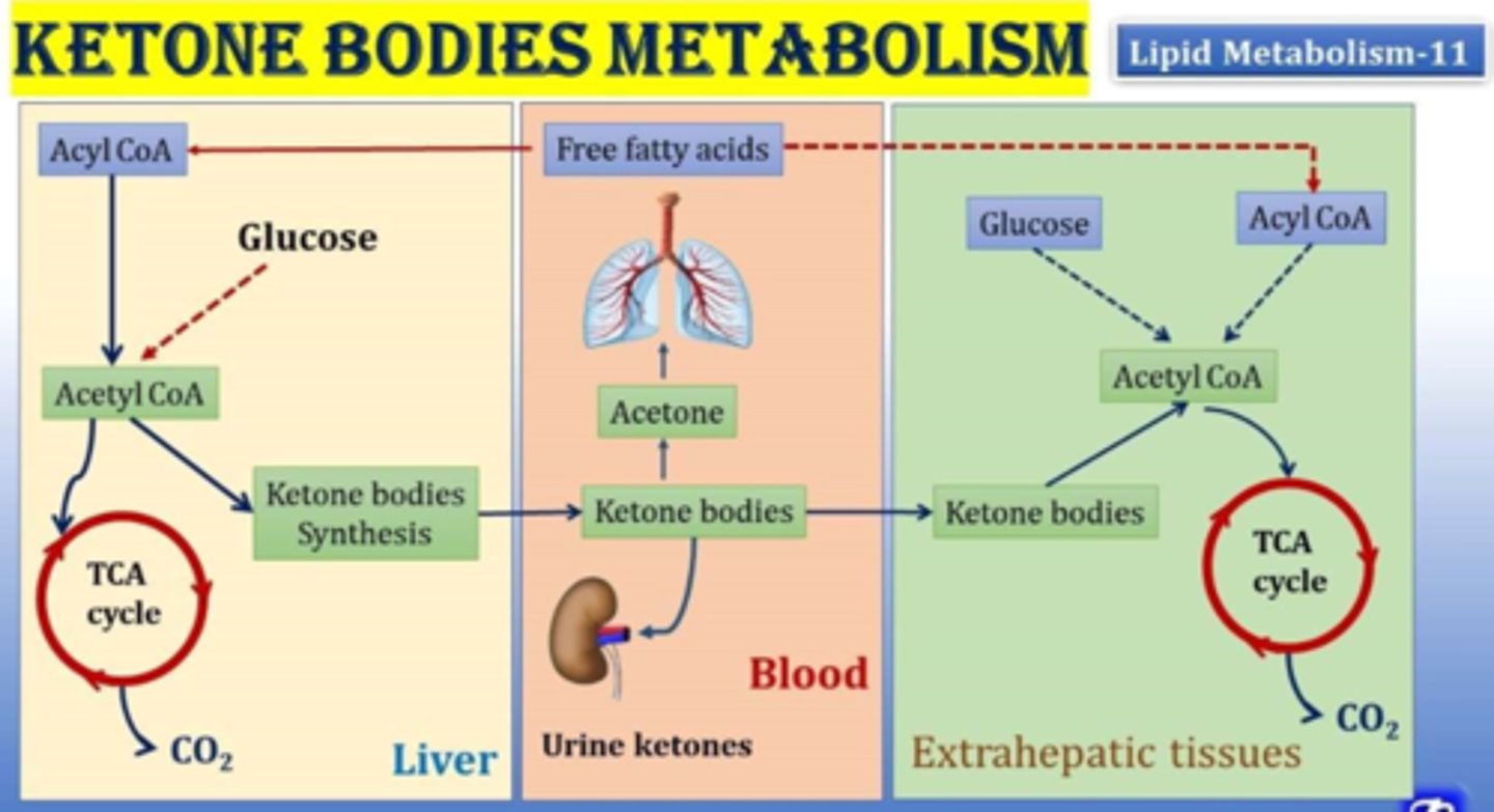 <p>Free fatty acids => Acyl CoA => Acetyl CoA => Ketone bodies synthesis in liver => ketone bodies in blood => acetone => into lungs (sweet breath)</p>