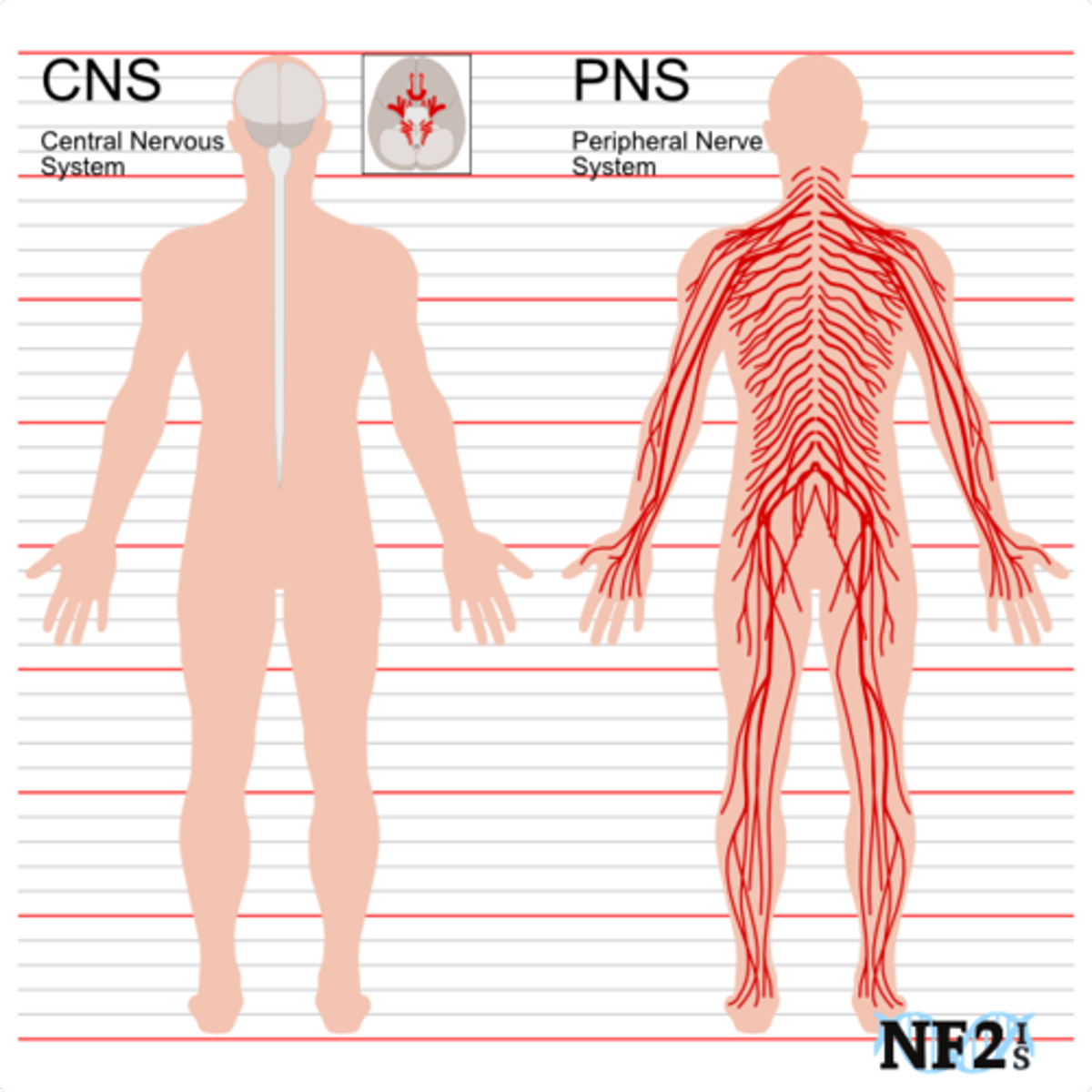 <p>Connects the brain and spinal cord to the muscles, organs and senses in the periphery of the body</p>