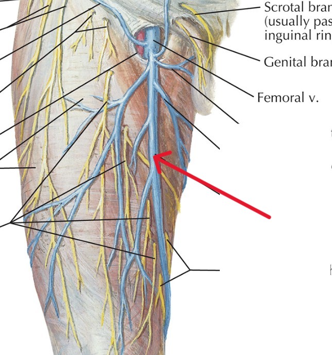 <p>Which veins:</p><ul><li><p>Extends anteriorly from femoral vein</p></li><li><p>Superficial to femoral vein</p></li><li><p>On medial side of legs</p></li></ul><p></p>