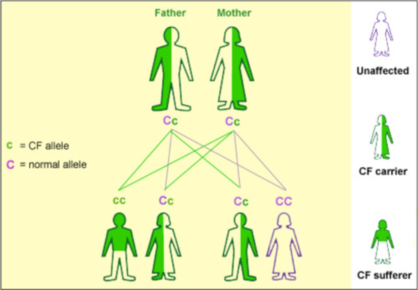<p>Individual who has an allele, often for a disease, which is not expressed in the phenotype i.e. they are heterozygous.</p>