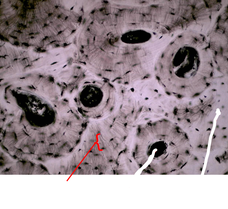 <p>Lamella</p>
