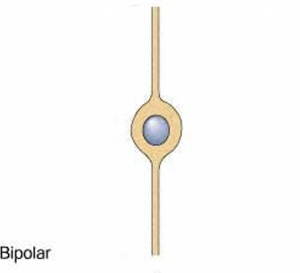 <p>two structures extending from the cell body (ex: retina, olfactory bulb)</p>