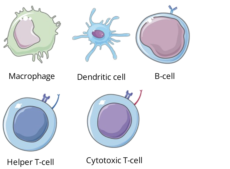 <ul><li><p>lymphocyte activation includes many interactions with other immune cells, which will mediate the efficiency of the specific immune response</p></li></ul><p></p>