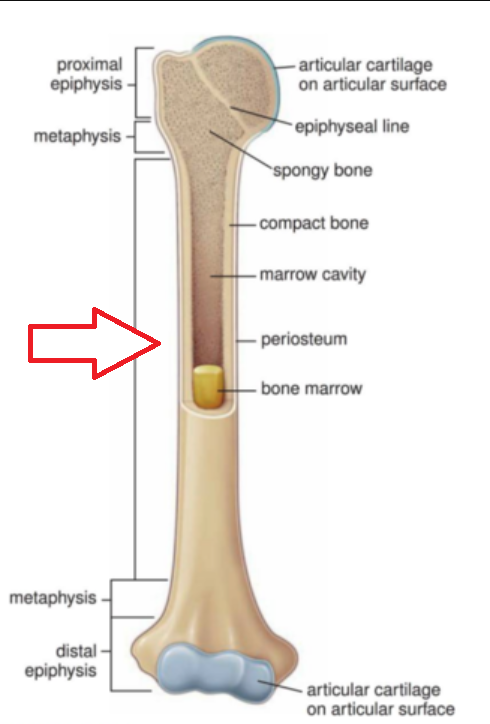 <p>The tube that runs between the proximal and distal ends of the bone.</p>