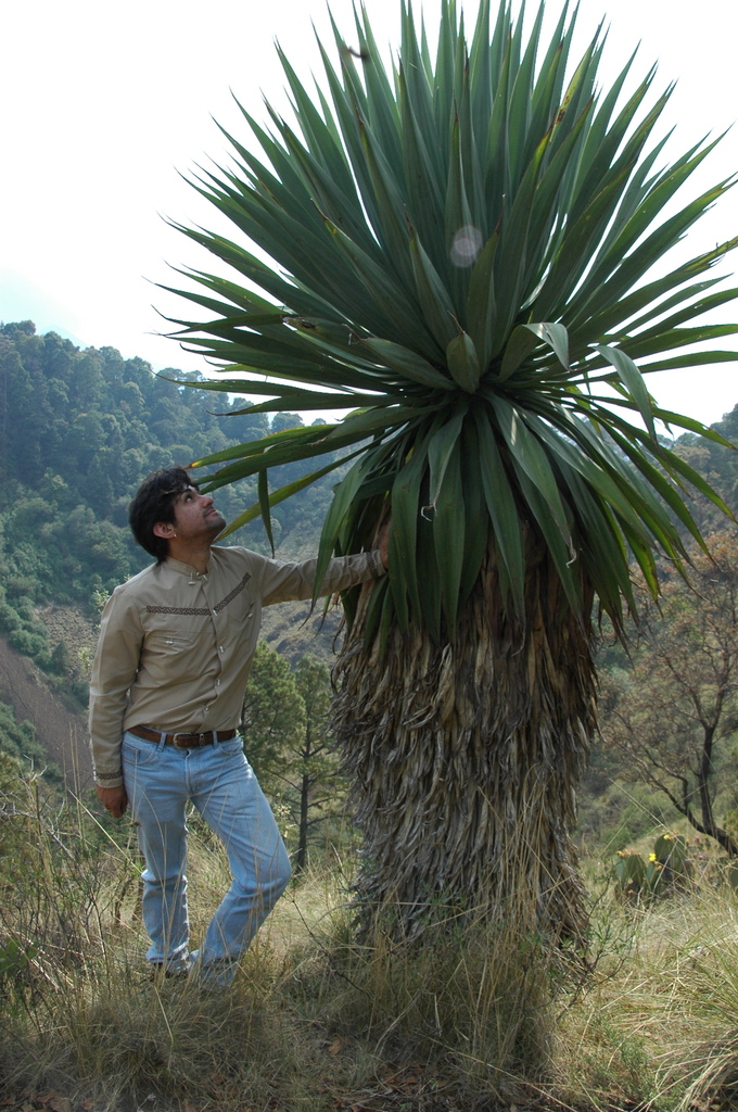 <ul><li><p>evergreen succulent</p></li><li><p>12’ t, 6’ w</p></li><li><p>native to SW North America</p></li><li><p>full sun, part shade</p></li><li><p>low to occasional water</p></li><li><p>very adaptable</p></li><li><p>evergreen, simple leaves'; simple margins, sword-like, each leaf cupped (concave), very pointed, green blue, 3 ish feet long</p></li><li><p>rosette form</p></li><li><p>looks like a palm tree</p></li><li><p>found at base of Haas stairs near portal</p></li></ul><p></p>