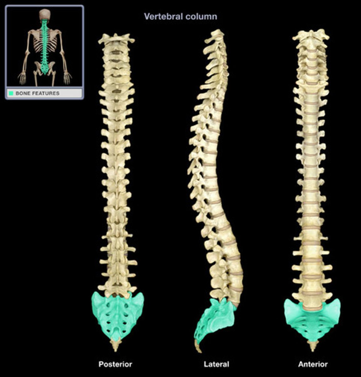 <p>tailbone<br>- Sacral foramina—(anterior and posterior)<br>-Sacral crest<br>-Sacral canal<br>-Sacral promontory</p>