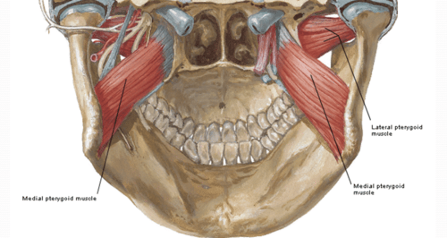 <p>Where is the attachment of the Medial pterygoid muscle what is its function? (Mastication M)</p>